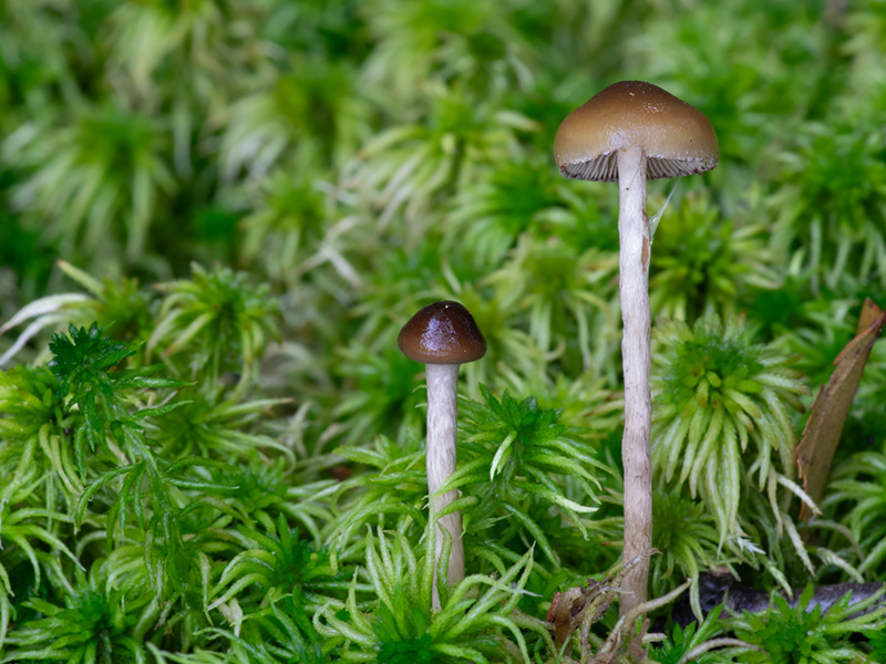 Psilocybe fuscofulva Psilocybe atrobrunnea